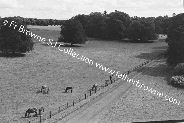 THOROUGHBRED MARES AND FOALS IN PADDOCK